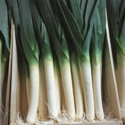 Por Darter f1 10 tyś. nasion primed precyzja ST